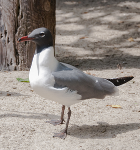 Laughing gull - leucophaeus atricilla